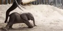 Si issa sulle zampe a fatica e poi rotola a terra: i primi passi dell'elefantina