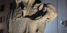 Roma: danneggiata la Statua dell'Elefantino di Bernini in Piazza Minerva