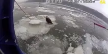 New York, agenti salvano un&rsquo;aquila ferita bloccata su una lastra di ghiaccio sull&rsquo;Hudson