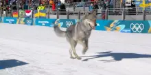 Milano Cortina, sprint di fondo: un cane invade la pista e 'scatta' sul rettilineo fino al traguardo