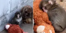 Punch-kun, il piccolo macaco abbandonato conquista i social con il suo peluche