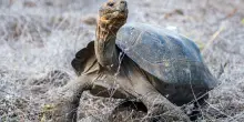 Le tartarughe giganti tornano alle Gal&aacute;pagos dopo quasi 150 anni