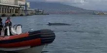 Balenottera nel porto di Napoli: stop agli aliscafi ed esperti al lavoro per riportarla al largo