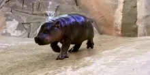 Lo zoo dell'Arizona d&agrave; il benvenuto a "Jellybean", l'ultimo cucciolo di ippopotamo pigmeo