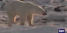 Orso polare a rischio estinzione per cambiamento climatico e attivit&agrave; estrattive