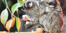 Bioparco di Roma, nati due gemelli di tamarino imperatore: il padre protagonista delle cure