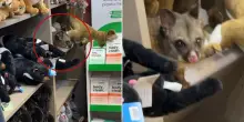 Un vero opossum spunta tra i peluche in un aeroporto australiano: il video