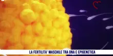 I rischi per la fertilit&agrave; maschile