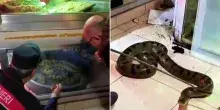 Boa, anaconda e pitoni nascosti in casa: sequestrato rettilario illegale vicino Bari