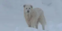 Un cane pastore a Capracotta dove nevica ininterrottamente da 43 ore