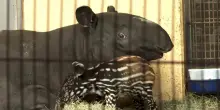 Uno zoo tedesco festeggia la nascita di un raro tapiro malese