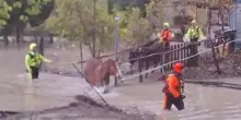 Un cavallo e un asino intrappolati nel recinto allagato salvati dalla furia del fiume Sangro