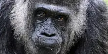 Fatou compie 69 anni: festa a Berlino per la gorilla pi&ugrave; anziana