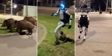Polonia, robot umanoide scaccia cinghiali a Varsavia