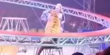 La tigre esce dal recinto e si lancia sugli spettatori: attimi di terrore al circo