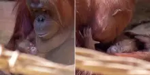 Mamma orango partorisce davanti ai visitatori, sorpresa al bioparco in Spagna