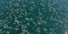 Invasione di meduse lungo le Rive di Trieste: lo spettacolo dal drone