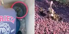 Nidiata di anatroccoli nel tombino: vigile del fuoco li salva e li riunisce a mamma anatra