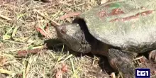 Allarme per le tartarughe "azzannatrici", come riconoscerle