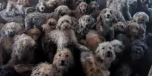 Regno Unito, 250 cani stipati in una casa: l&rsquo;immagine del ritrovamento scambiata per IA