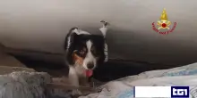 Va in pensione Lam&ugrave;, il cane eroe dei vigili del fuoco