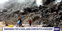 Emergenza topi a Gaza, 8000 corpi ancora sotto le macerie