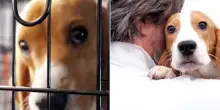 Usa, 1.500 beagle liberati dal centro di ricerca: per i cani inizia il viaggio verso una nuova vita