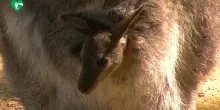 Nuovo inquilino al Bioparco di Roma, &egrave; nato un canguro di Bennett