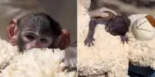 Yuji, il cucciolo di scimmia che trova conforto in un peluche