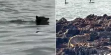 Coyote a nuoto fino ad Alcatraz: il DNA rivela una traversata ancora pi&ugrave; straordinaria