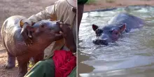 Era rimasto accanto alla madre morta in un lago: Bumpy, il cucciolo di ippopotamo salvato in Kenya