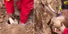Brescia, capretta intrappolata in un tubo fognario: il salvataggio dei vigili del fuoco