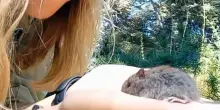 Prende in mano il topo dell&rsquo;Hantavirus e pubblica video su TikTok: &ldquo;Sembrava un animaletto carino"