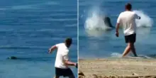 Lancia una pietra contro una foca monaca alle Hawaii: turista arrestato dopo il video virale