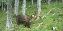 Paura in Trentino, giovane runner inseguita da un orso a Cadine. Soccorsa dai vigili del fuoco