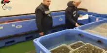 Il rischio epatite A: le vasche di pesce controllate nell'operazione del Nas