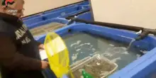 Epatite A: Nas sequestrano 16 tonnellate di alimenti in pescherie e mercati rionali