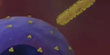 Emergenza Ebola in Congo e Uganda: ecco come il virus invade il corpo umano