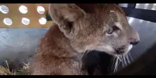 Panico in Cile: catturato un puma selvatico in libert&agrave; vicino le abitazioni