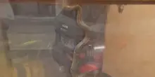 Serpente lungo due metri in una scuola di Bolzano: imprigionato da un'insegnante