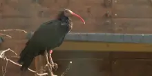 Futuro24: Natura Viva, dalla parte degli animali