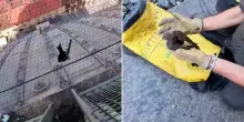 Rondone resta impigliato nella rete della Mole Antonelliana: il salvataggio dei vigili del fuoco