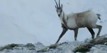 Neve sul Gran Sasso, il camoscio passeggia sulle creste all'alba