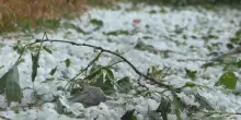 Maltempo in Lombardia, grandine e rami caduti nel Cremonese