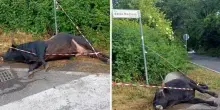 Auto finisce contro un toro selvatico sulla via dei Laghi, sfiorata la tragedia