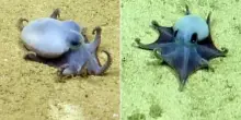 Dagli abissi delle Gal&aacute;pagos emerge una nuova specie: un minuscolo polpo blu