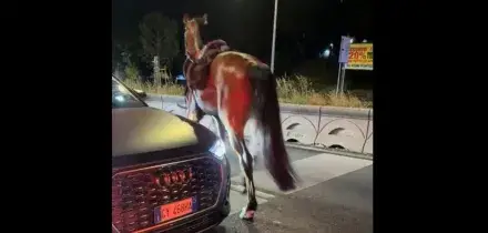 Cavalli della parata del 2 giugno in fuga, spaventati da botti. Quattro feriti di cui 2 gravi