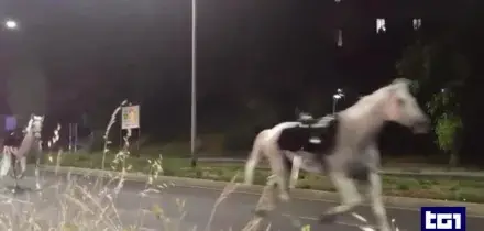 La fuga dei cavalli, vigili coinvolti esclusi dalla sfilata del 2 giugno