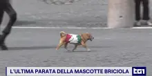 L&rsquo;ultimo 2 giugno di Briciola, la cagnolina che non ha mai avuto paura dei cavalli