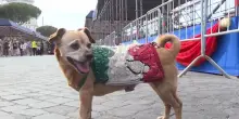 2 giugno, l'ultima parata per Briciola: la mascotte dell'Arma dei carabinieri va in pensione